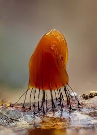 Attēlu rezultāti vaicājumam “Leocarpus sp.”