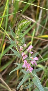 Attēlu rezultāti vaicājumam “Odontites vulgaris”
