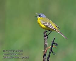 Attēlu rezultāti vaicājumam “Motacilla flava flava”