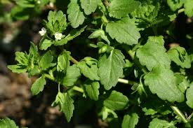 Attēlu rezultāti vaicājumam “Veronica agrestis”