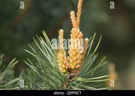 Attēlu rezultāti vaicājumam “Pinus pumila male flower”