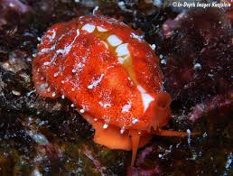 Attēlu rezultāti vaicājumam “Cribraria violacea macro”
