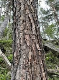 Attēlu rezultāti vaicājumam “Nothorhina punctata”