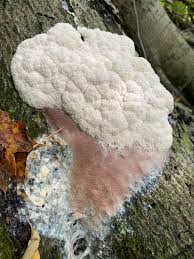 Attēlu rezultāti vaicājumam “Brefeldia maxima plasmodium”