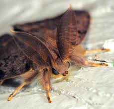 Attēlu rezultāti vaicājumam “Lymantria dispar”