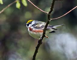 Image result for Dendroica pensylvanica