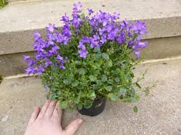 Image result for Glockenblumen