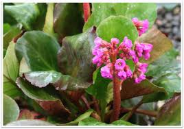 Attēlu rezultāti vaicājumam “Bergenia crassifolia flower”