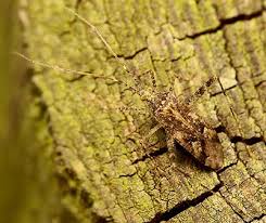 Attēlu rezultāti vaicājumam “Phytocoris longipennis”