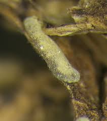 Attēlu rezultāti vaicājumam “Dianema nivale sessile”