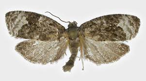 Attēlu rezultāti vaicājumam “Apotomis betuletana”