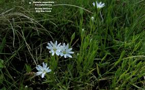 Attēlu rezultāti vaicājumam “Stellaria palustris”