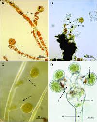 Attēlu rezultāti vaicājumam “Trentepohlia sp.”
