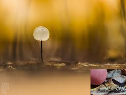 Attēlu rezultāti vaicājumam “Diderma radiatum sessile”