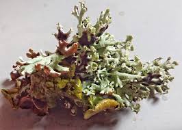 Attēlu rezultāti vaicājumam “Hypogymnia physodes”