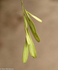 Attēlu rezultāti vaicājumam “Fraxinus pennsylvanica fruit”