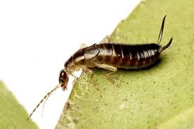 Attēlu rezultāti vaicājumam “Forficula auricularia”