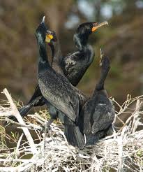 Image result for Phalacrocorax auritus