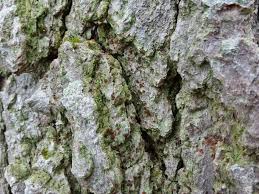 Attēlu rezultāti vaicājumam “Bacidia rubella”