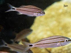 Image result for Haemulon aurolineatum