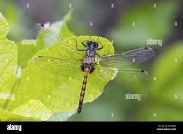 Attēlu rezultāti vaicājumam “Leucorrhinia pectoralis female”