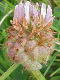 Attēlu rezultāti vaicājumam “Trifolium fragiferum fruit”
