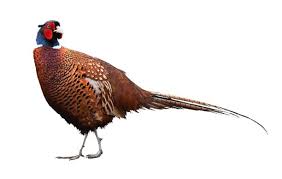 Attēlu rezultāti vaicājumam “Galliformes”