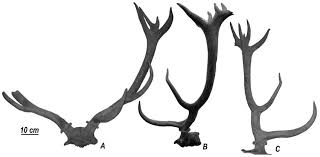 Attēlu rezultāti vaicājumam “Cervus elaphus”