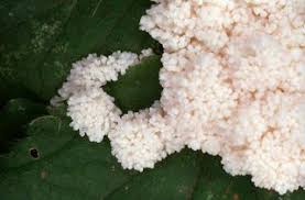 Attēlu rezultāti vaicājumam “Brefeldia maxima plasmodium”