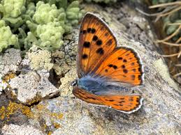 Attēlu rezultāti vaicājumam “Lycaena alciphron underside”