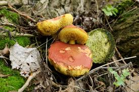 Attēlu rezultāti vaicājumam “Xerocomus rubellus”