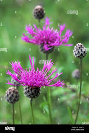 Attēlu rezultāti vaicājumam “Centaurea scabiosa flower”