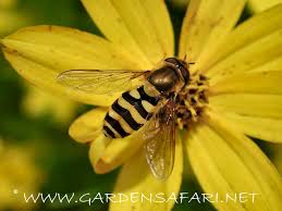 Attēlu rezultāti vaicājumam “Syrphus torvus”