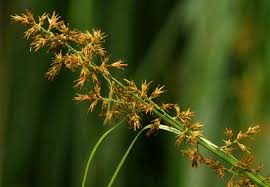 Attēlu rezultāti vaicājumam “Carex paniculata”