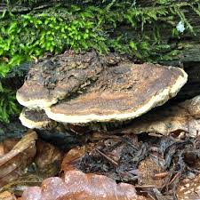 Attēlu rezultāti vaicājumam “Datronia mollis”