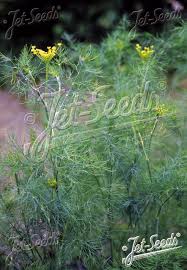 Attēlu rezultāti vaicājumam “Anethum graveolens flower”