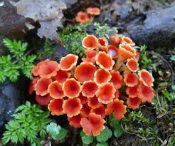 Attēlu rezultāti vaicājumam “Microstoma protracta”