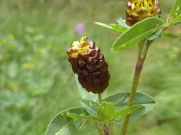 Attēlu rezultāti vaicājumam “Trifolium spadiceum”