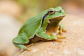 Attēlu rezultāti vaicājumam “Hyla arborea”