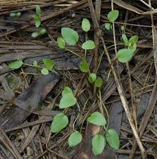 Attēlu rezultāti vaicājumam “Ranunculus elatior leaf”