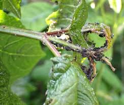 Attēlu rezultāti vaicājumam “Aphelia viburniana”