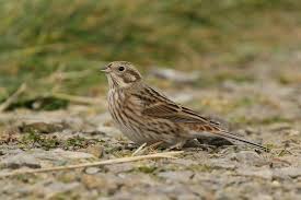 Image result for Emberiza leucocephalos