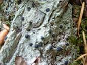 Attēlu rezultāti vaicājumam “Mycoblastus sanguinarius”