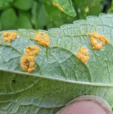 Attēlu rezultāti vaicājumam “Melampsora populnea”