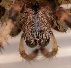 Attēlu rezultāti vaicājumam “Araneus quadratus male”