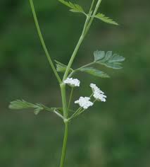 Attēlu rezultāti vaicājumam “Torilis japonica”