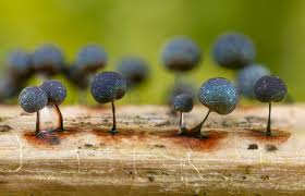 Attēlu rezultāti vaicājumam “Lamproderma debile spores”