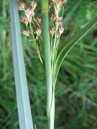 Attēlu rezultāti vaicājumam “Cladium mariscus”