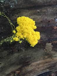 Attēlu rezultāti vaicājumam “Fuligo septica cf. septica spores”