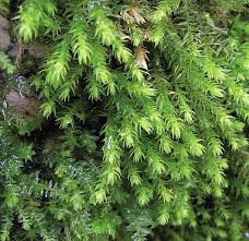 Attēlu rezultāti vaicājumam “Anomodon longifolius”